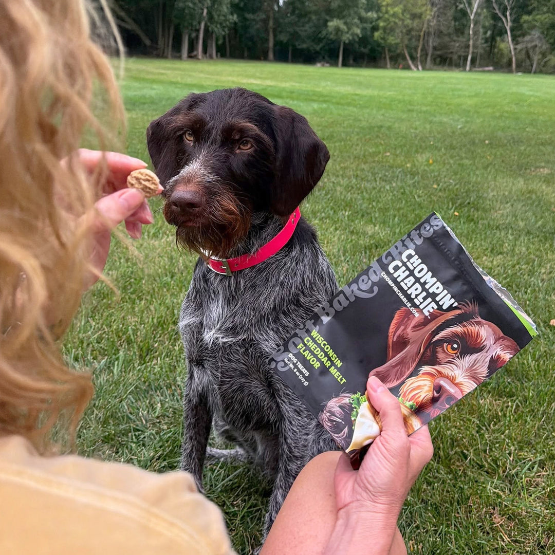 Wisconsin Cheddar Melt Flavor Dog Treats