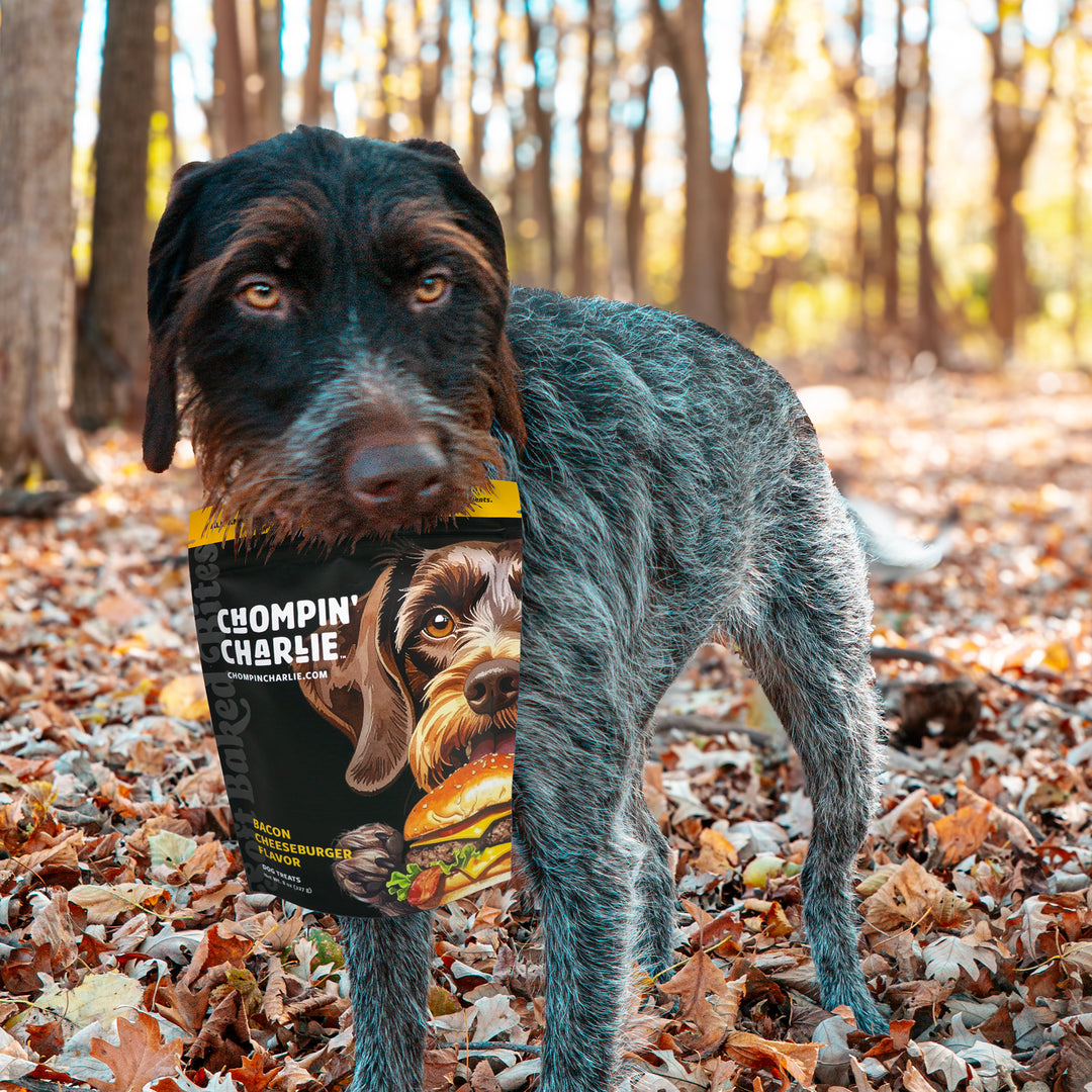 Český Fousek dog in autumn woods, carrying a bag of Chompin’ Charlie Bacon Cheeseburger Flavor dog treats.